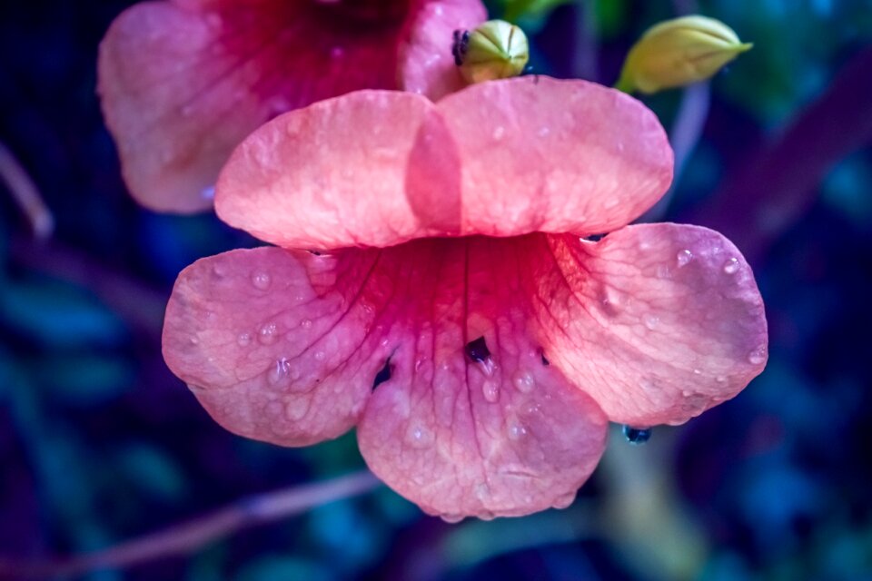Nature cute sweet