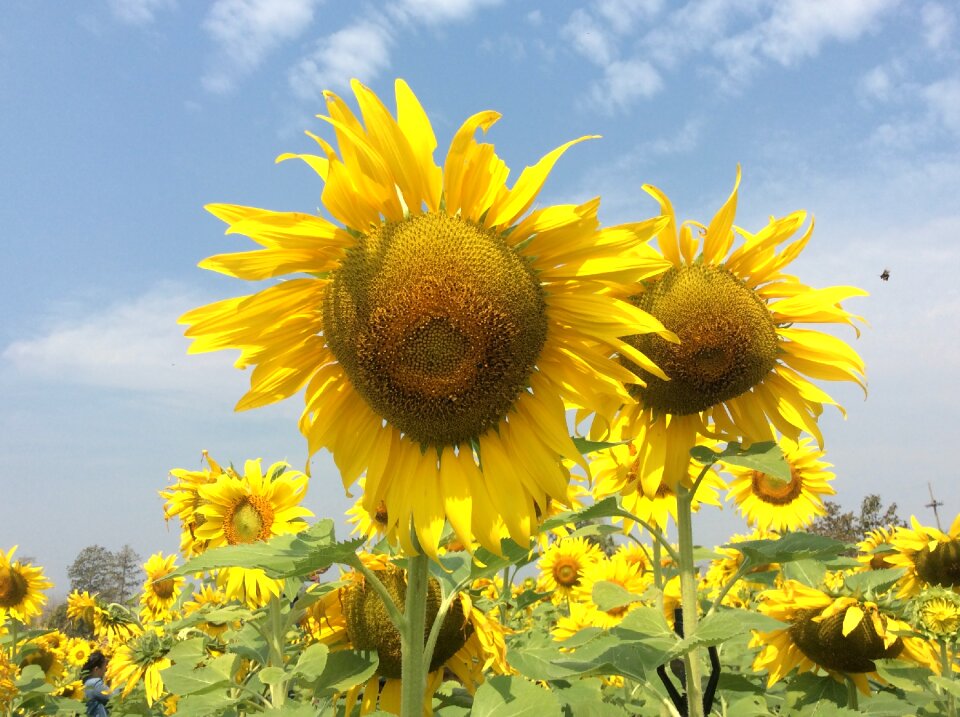 Sunflower sky