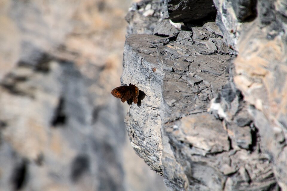Butterfly rock wall rock