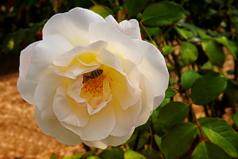 Bloom floribunda garden