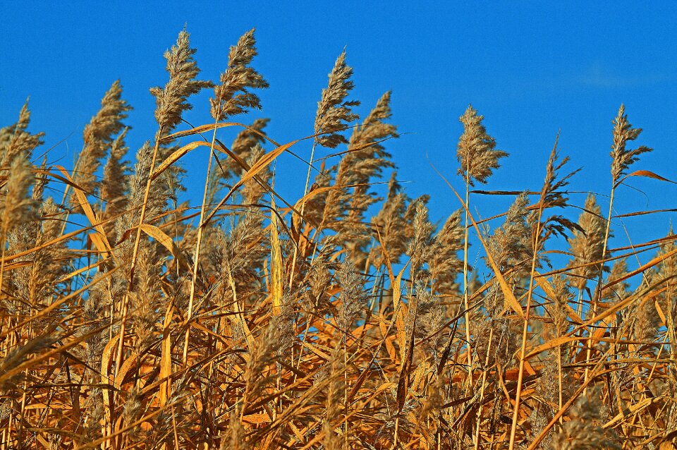 Nature landscape field