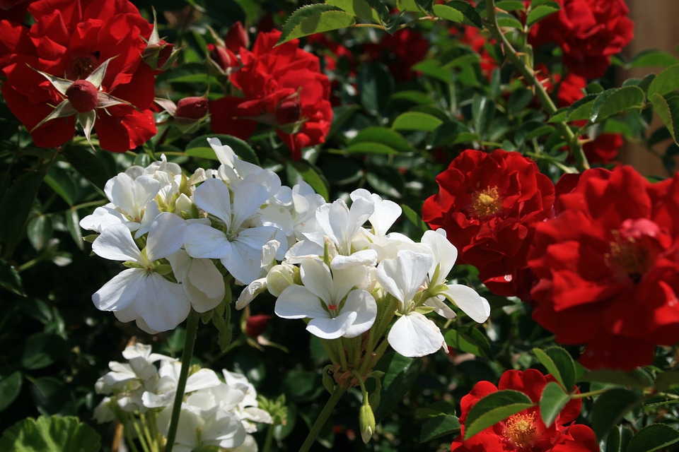 Flowers white geranium