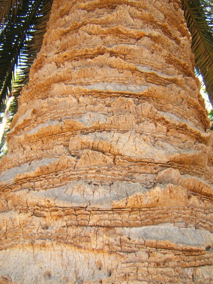 Palm big texture