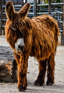 Zoo wilhelma zottliger ass