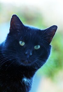 Cat eyes feline black photo