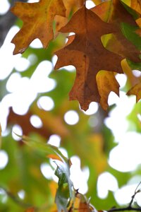 Encino oak foliage
