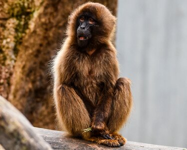 Zoo wilhelma animal