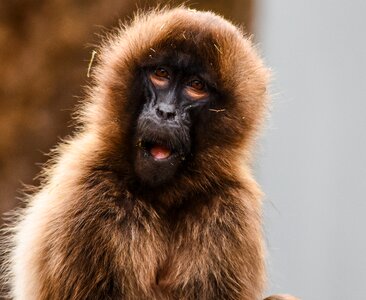 Monkey zoo wilhelma