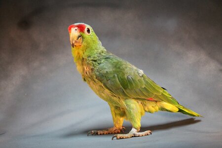 Macaw animal green photo