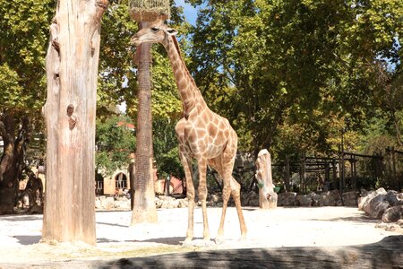 Animals herbivore adult