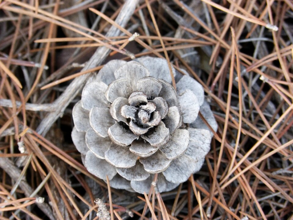 Pinnace forest plant architecture