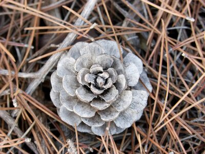 Pinnace forest plant architecture