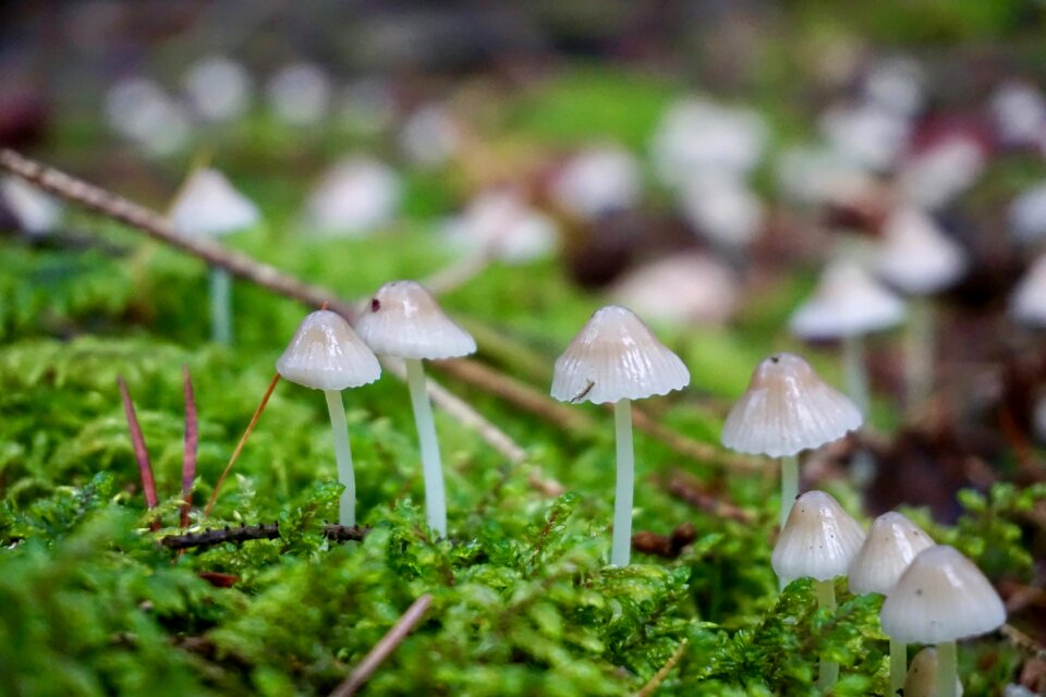 Hamid mushroom moss