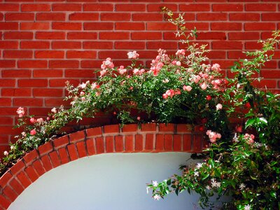 Bouquet creeper wall