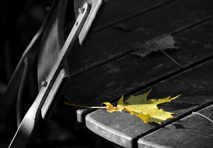 Leaf maple leaf black white