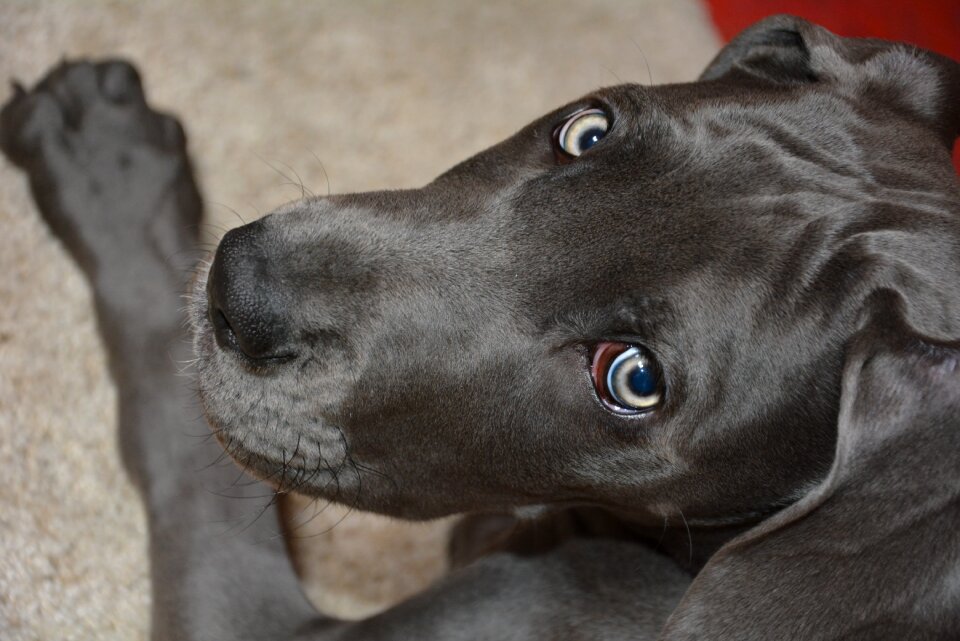 Diesel danish dog puppy