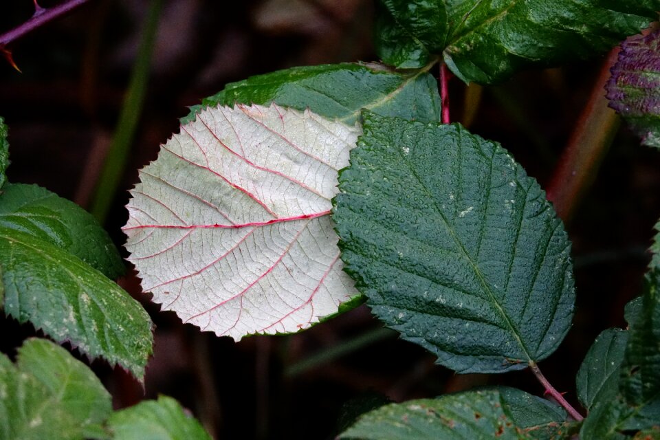 Blackberry leaves leaves blackberries