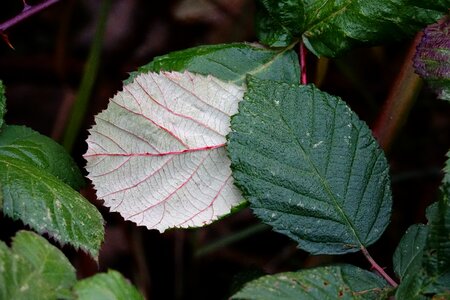 Blackberry leaves leaves blackberries