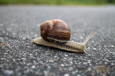 Mollusk close-up slimy photo