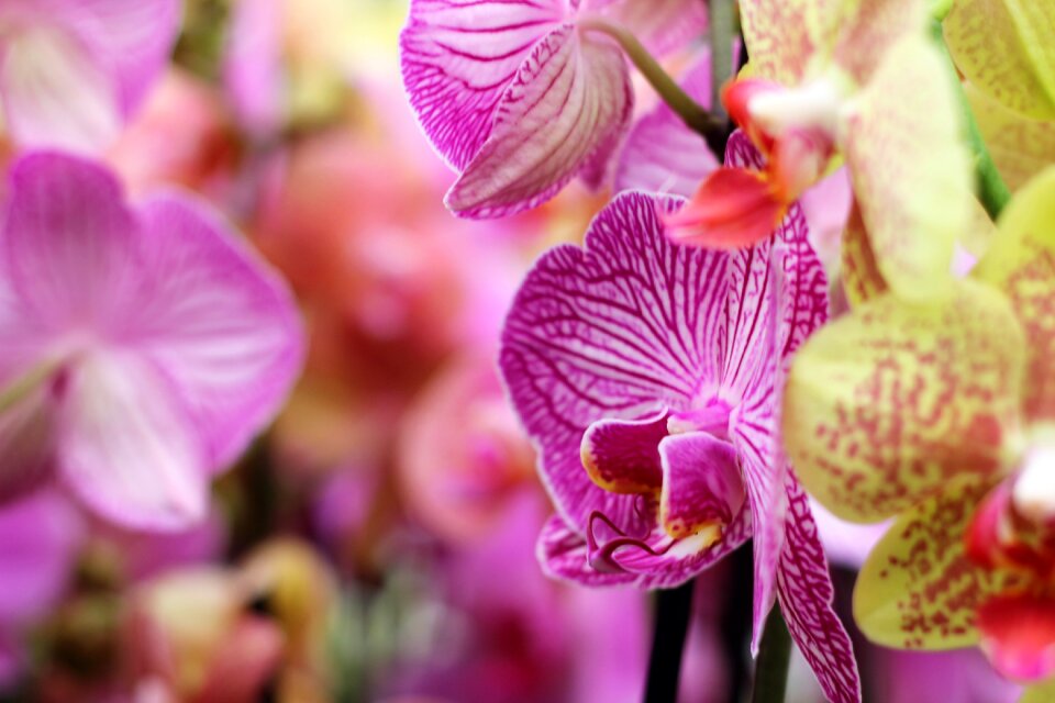 Decoration bud vibrant