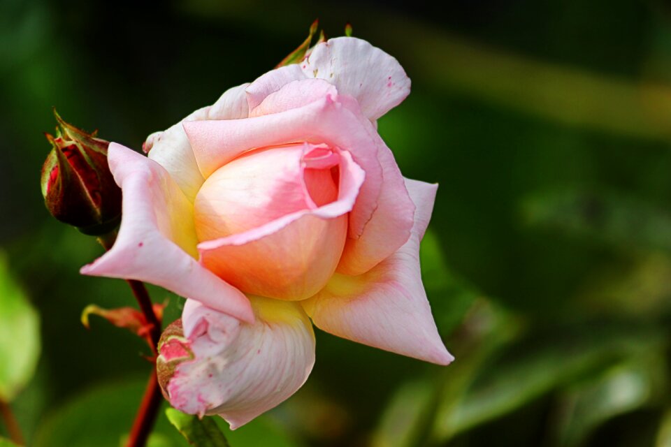Bloom floribunda garden