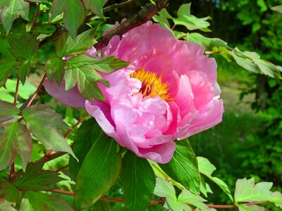 Pink spring garden