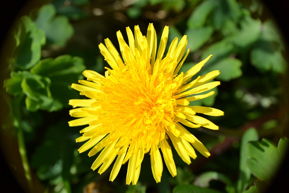 Golden petals blossoms