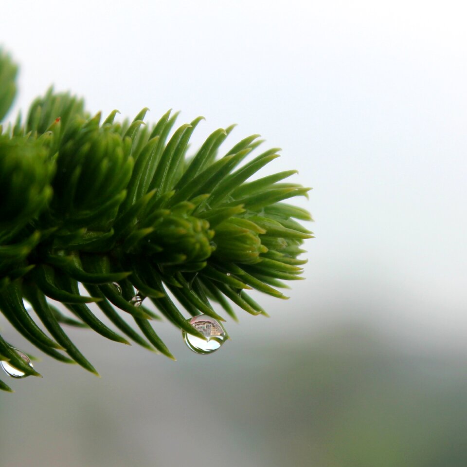 Freshness grass green