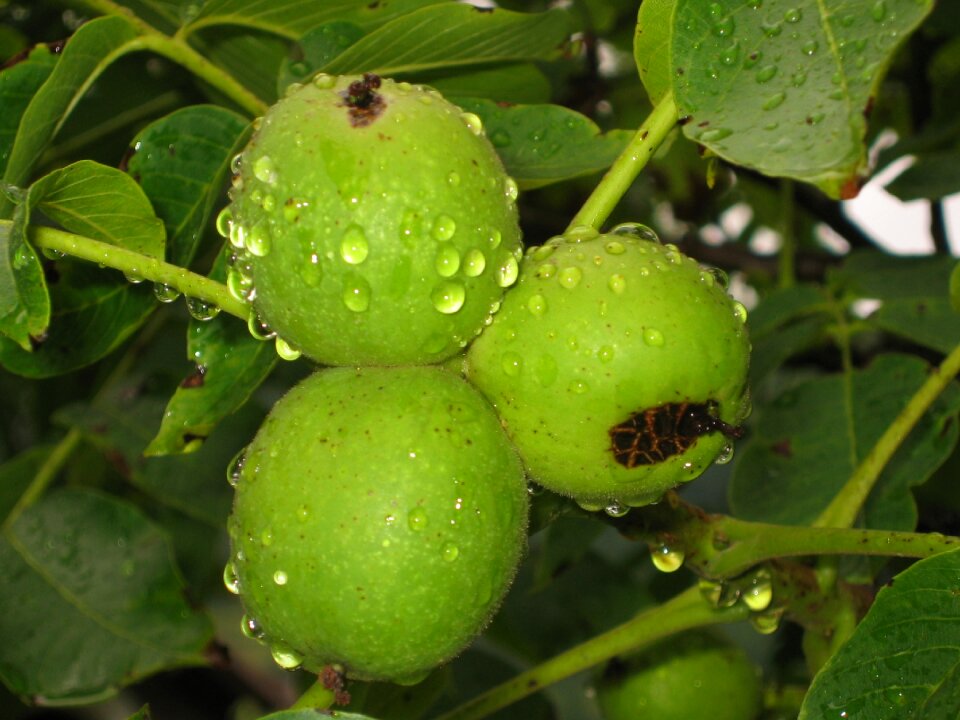 Leaves walnut fruit