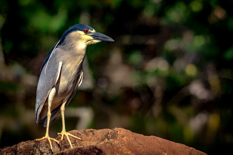 Punch marsh nature photo