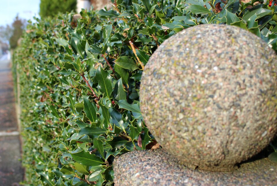 Green leaves detail