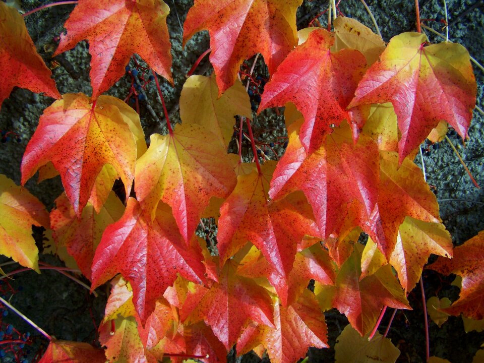 The letters colors nature