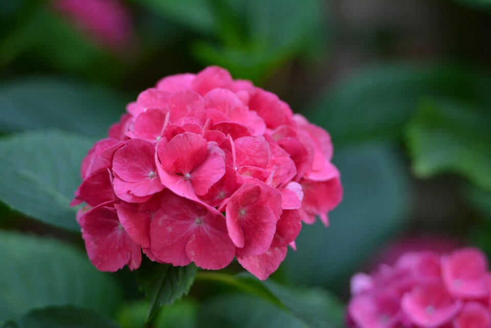 Hydrangea pink garden
