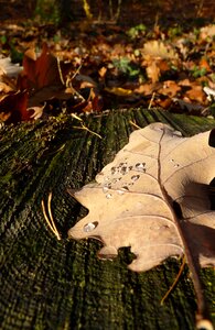 Dew oak leaf macro photo