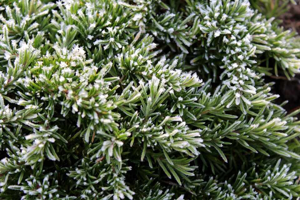 Bush plant nature