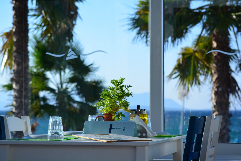 Palm trees table summer