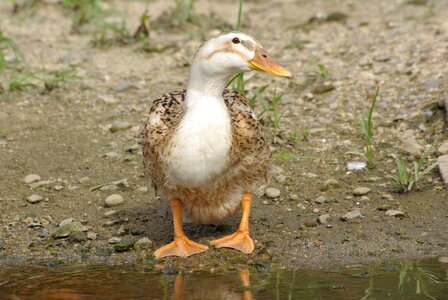 Duck bulgwangcheon rivers