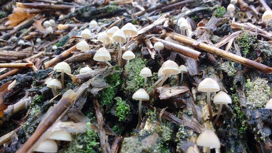 Mushroom autumn straw