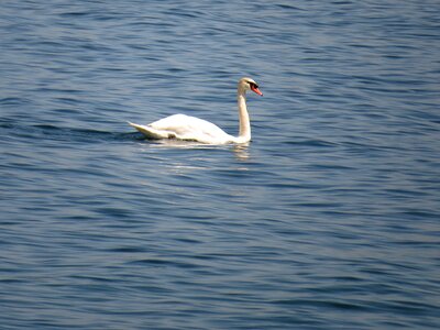Water swim white