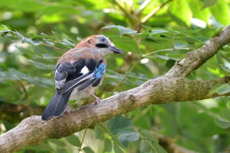 Bird tree nature