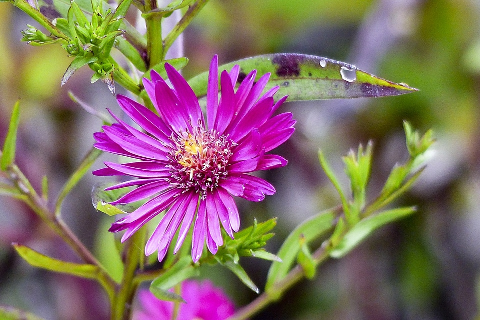 Autumn fall nature