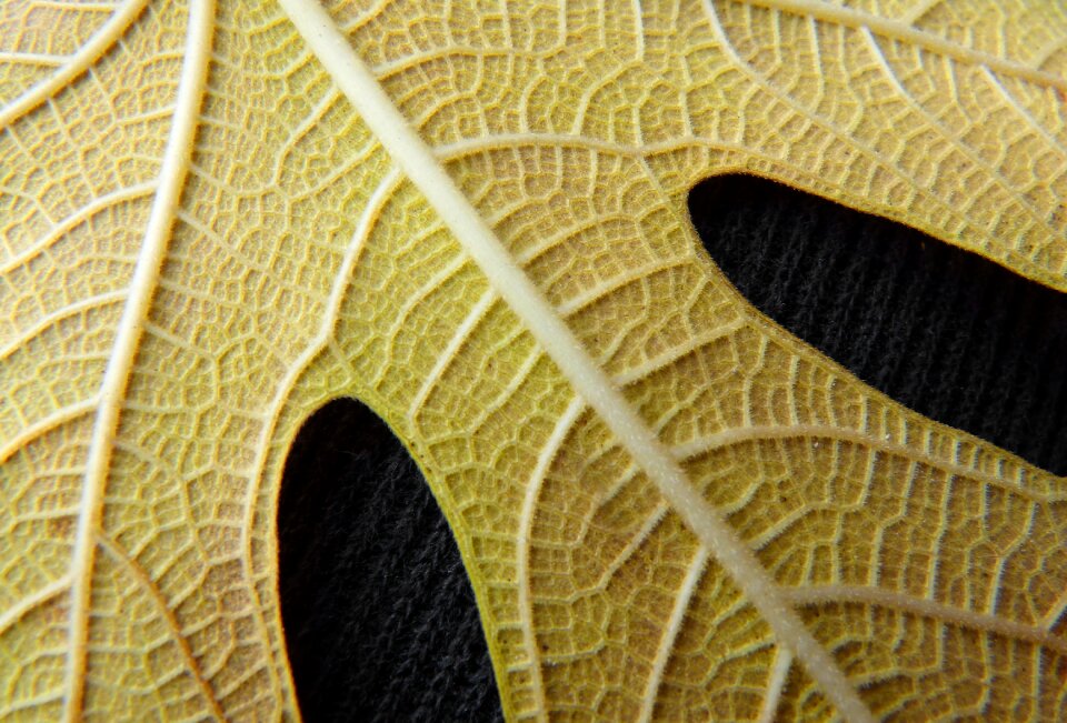 Texture background ramifications