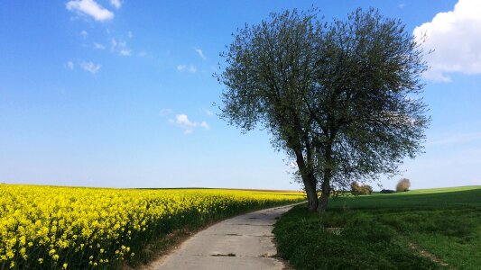 Rapeseed fields tree blue sky photo