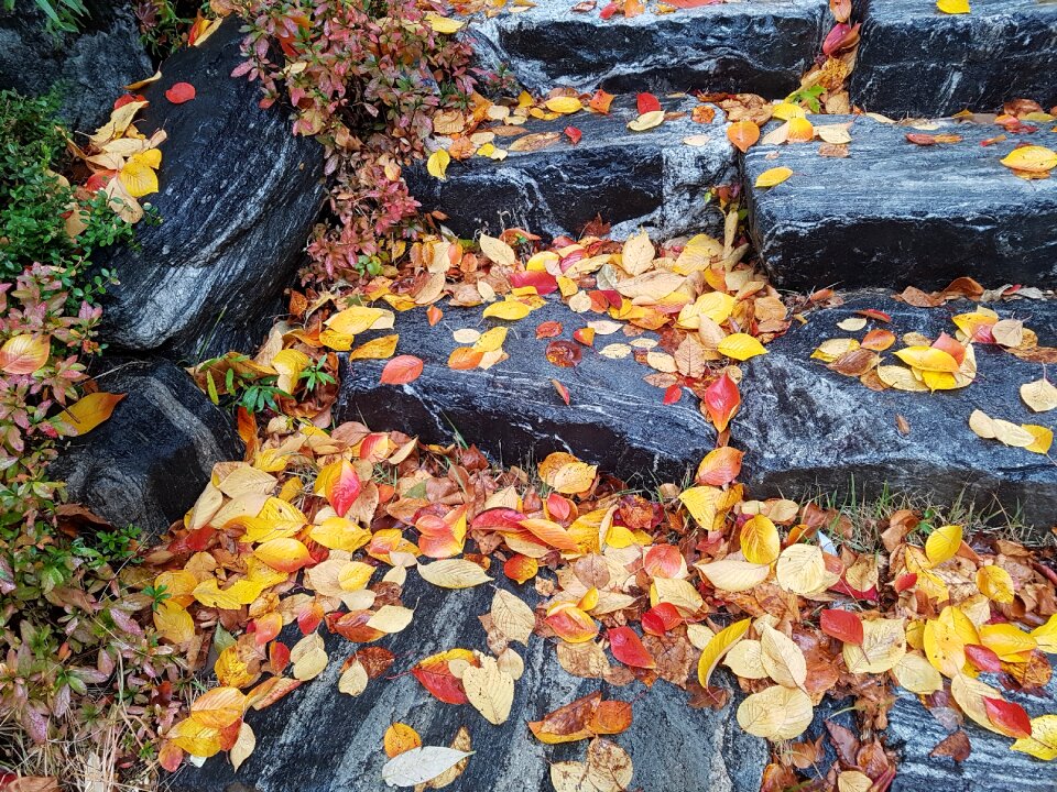 Autumn the leaves drop