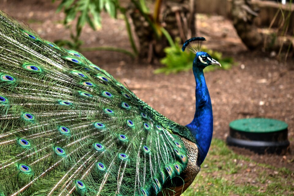 Bird nature