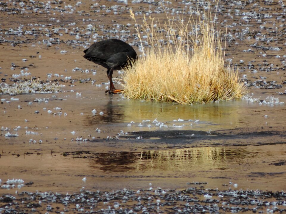 Atacama desert bird