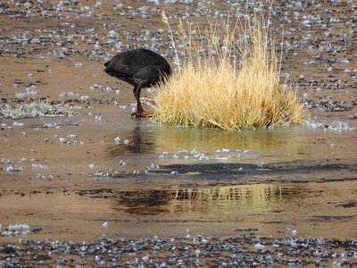 Atacama desert bird