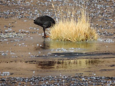 Atacama desert bird photo