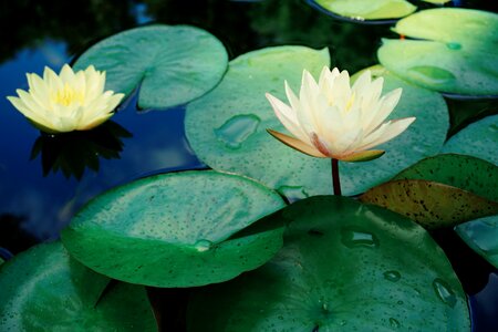 Lotus pond lotus leaf photo