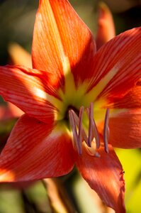 Orange bright dramatic